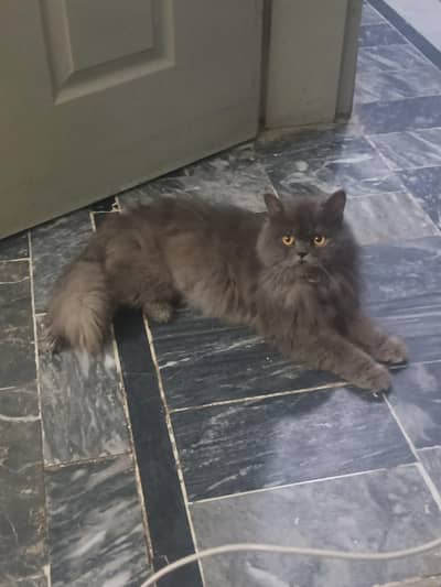 Persian Punch Face Stud Male