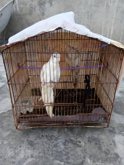 White Cockatiel (Healthy & Active)male and female