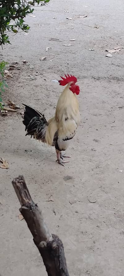 Desi misri murga/ pure desi murga /desi