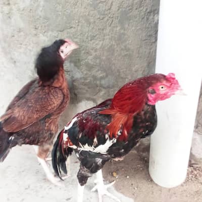 murgay Kay peer may chandi hay wasay fit hay murge cruck hay pair 6500