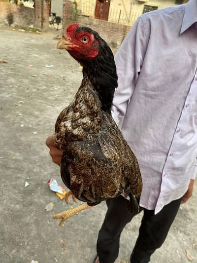 Jawvi aseel top quality murgi for sale