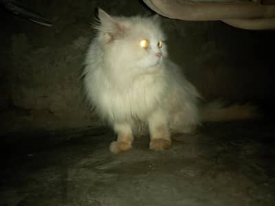 persian female cat washroom train