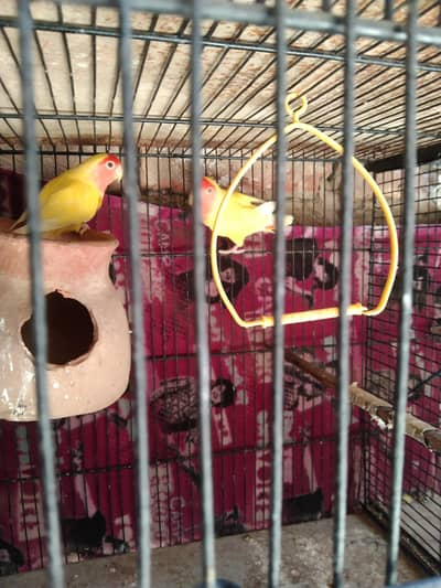 lotino bajari green parrot sale