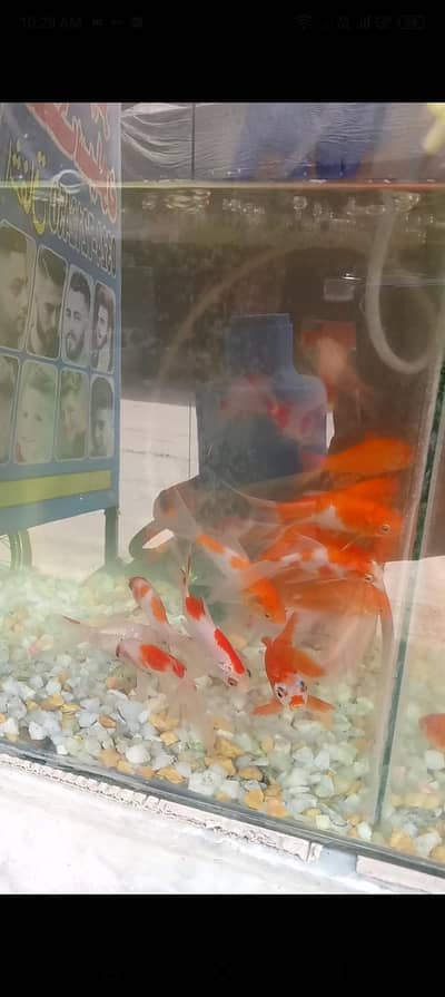 sapankken fishes pair