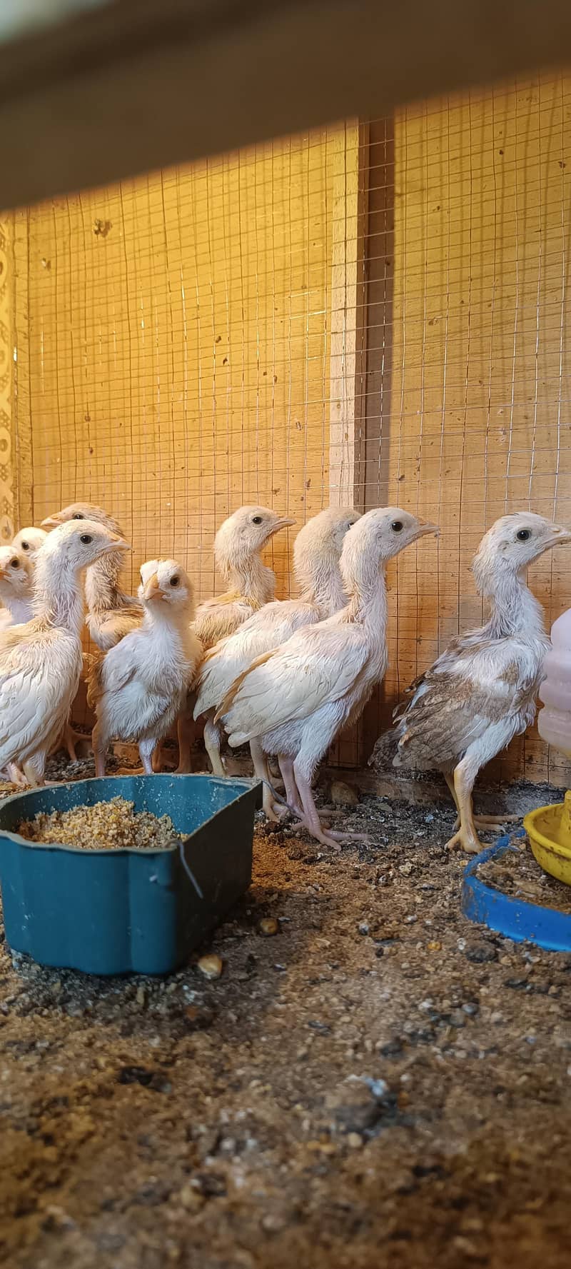 Aseel chicks 0