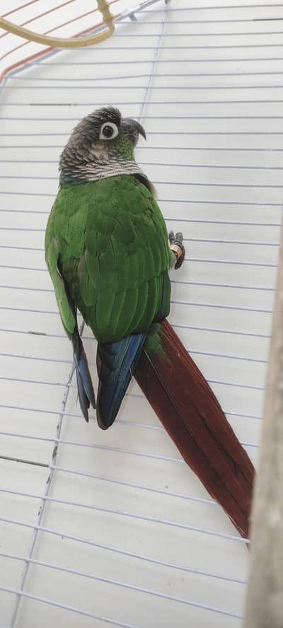 semi tamed green cheek conure