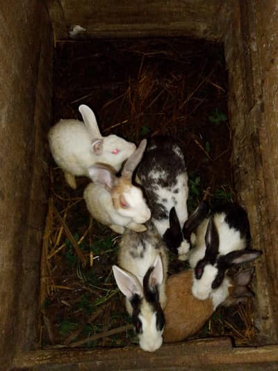 Rabbit Desi Available 1year Breeder