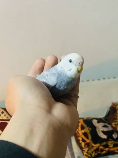 Rambo budgies hand tame