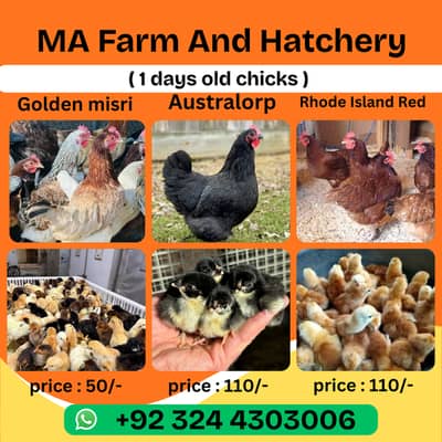 Golden misri | desi chicks | black australorp | rir chicks | Chicks