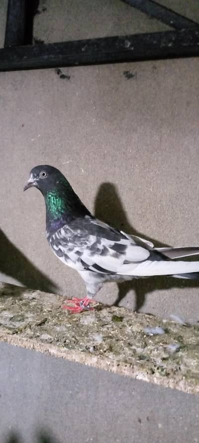 faroz pure fimail high fly pegion