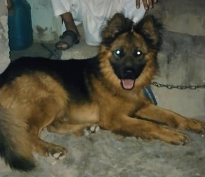 German Dog best quality