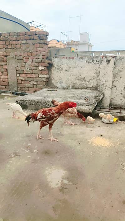 aseel male female chicks