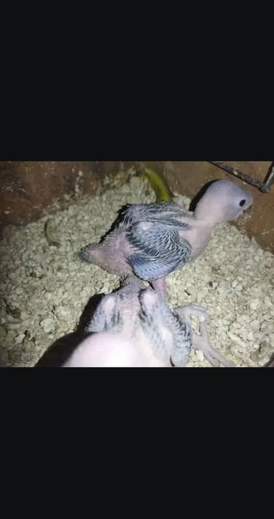 Talking parrot بولنے والے طوطے کے بچے