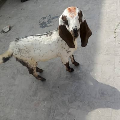 full active age 3 month 03280821149