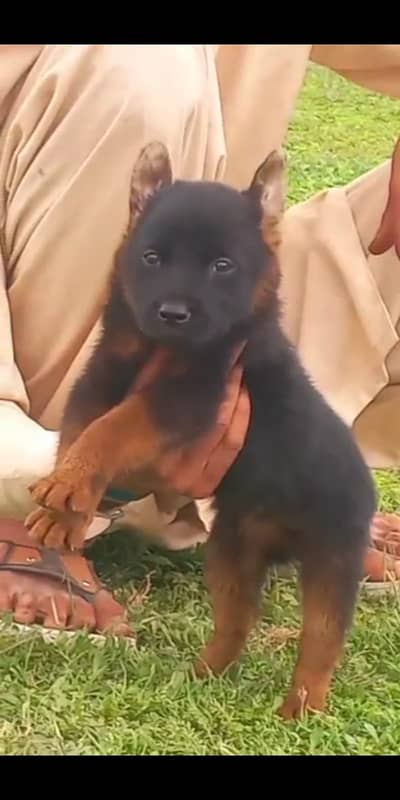 German Shepherd puppy | Long Coat puppies | Dog For Sale | GSD