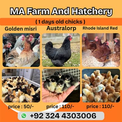 Golden misri | desi chicks | black australorp | rir chicks | Chicks