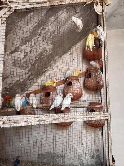 breeder pair for sale