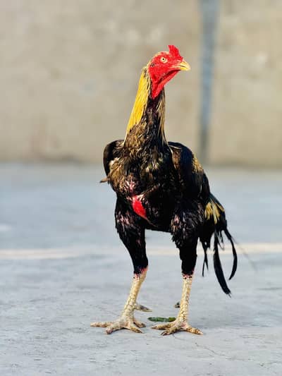 Aseel Thai cross for sale urgent