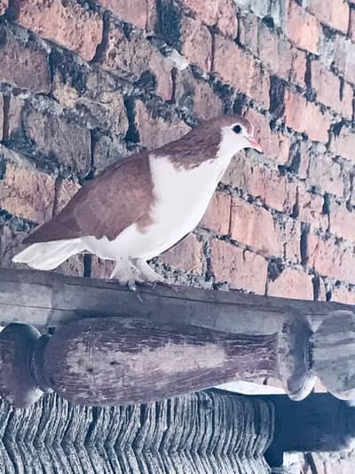 sherazi female for sale