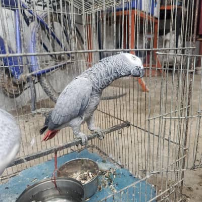 African grey parrots