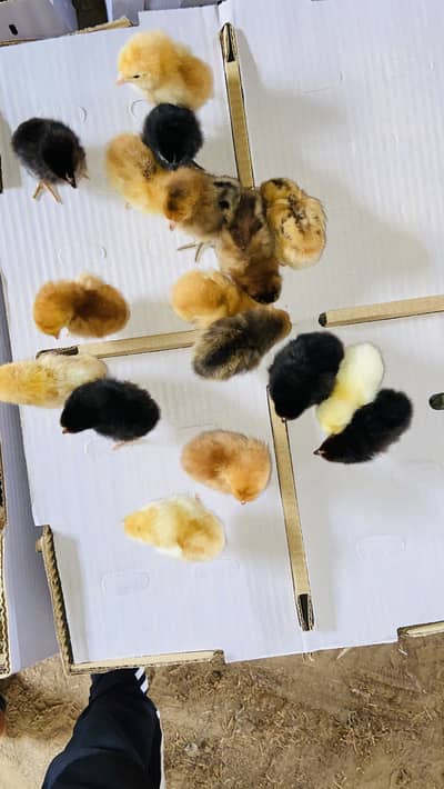 Day old chicks
