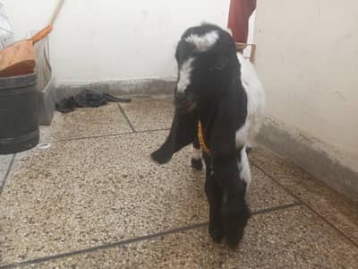 2 months baby goat