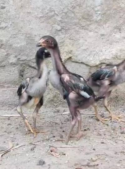 quality lasani aseel chicks