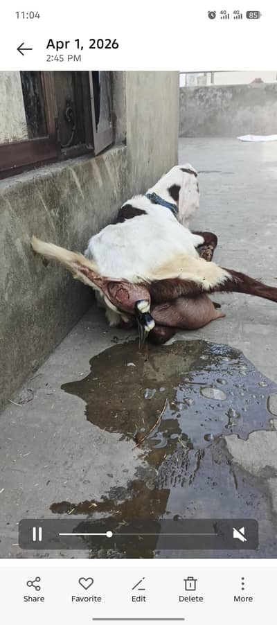 Tazi soai Bakri 2 male baby ka sath