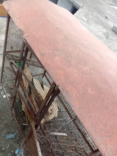 pinjra pic Dekha loo bhtt time khad banya tha