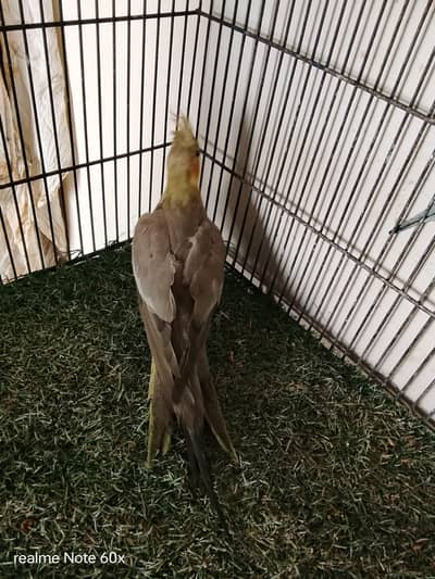 very active and healthy piece