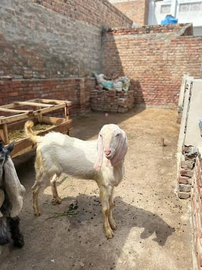 qurbani 2026 ka liya rajanpuri bakra for sale