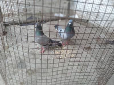 jungle jora ready to bread sale