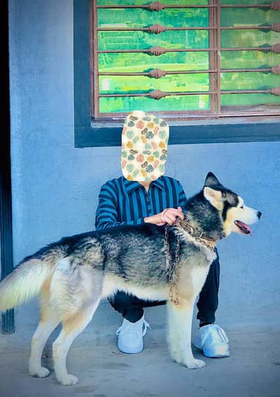 Husky Male Dog for sale