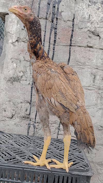 top Quality Pakistani aseel chicks