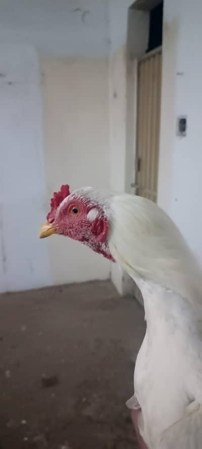 Aseel Heera cock and Aseel hen