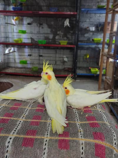 cocktail chicks for hand tame