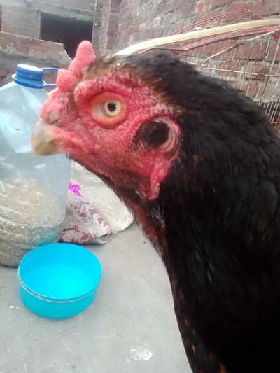 Aseel Shamu murgi 3 ande de diye Hain 03294026543