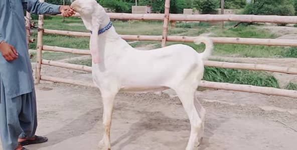 Bakra Qurbani 2 Teeth Call Me 03460423873