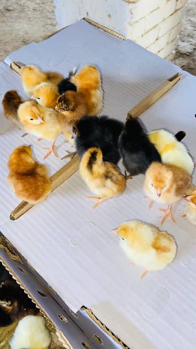 Day old chicks available | Golden misrii Chicks | healthy and active