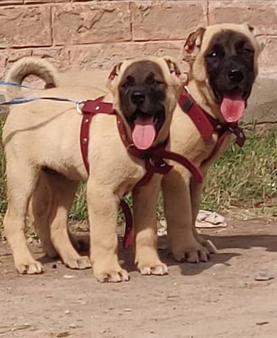 Turkish kangal | Turkish kangal puppies pair | kangal dog | Kangal