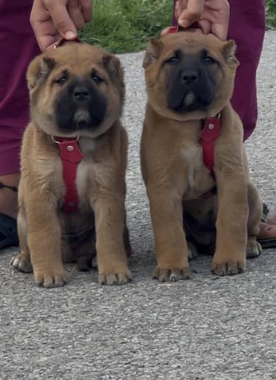 kangal dog | kangal puppy | kangal puppies | kangal for sale