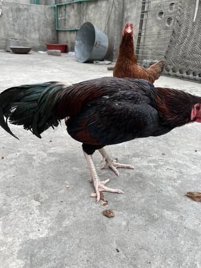 Aseel Murga and murgi