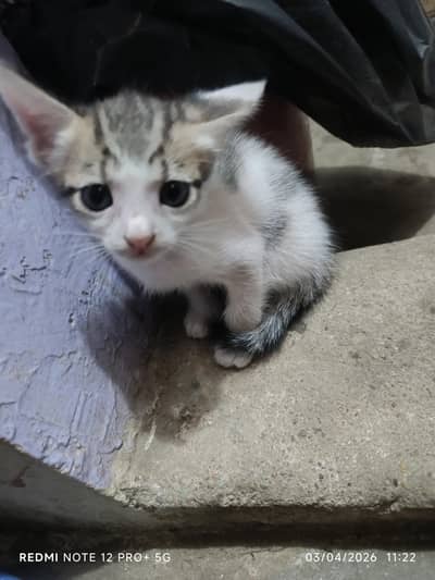 white female cat and 4 baby