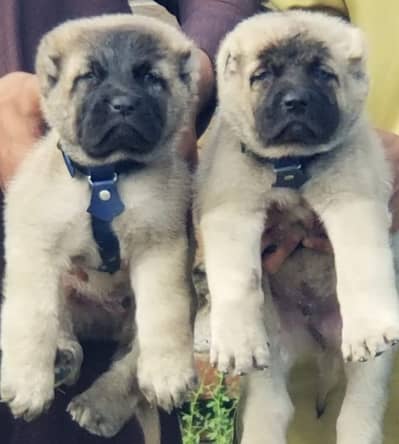 kurdish kangal puppy | kurdish kangal dog | kurdish kangal puppies