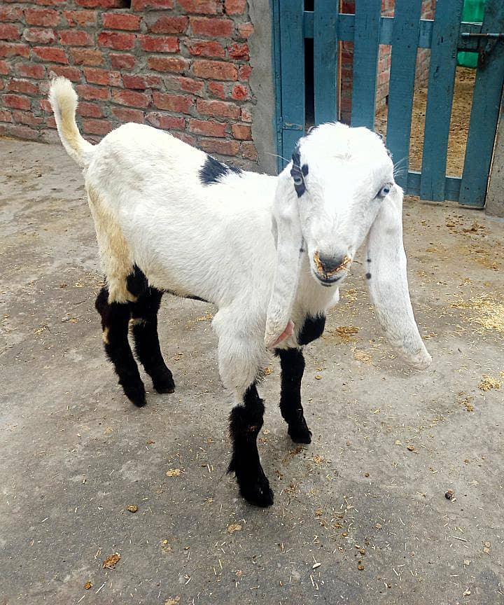 سفید کالا ڈبہ بکرا اور بربری نسل کی پٹھ 0