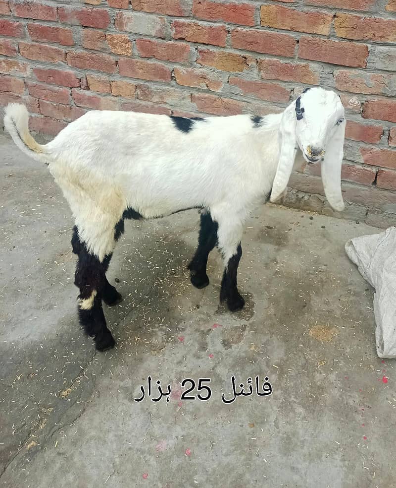 سفید کالا ڈبہ بکرا اور بربری نسل کی پٹھ 1