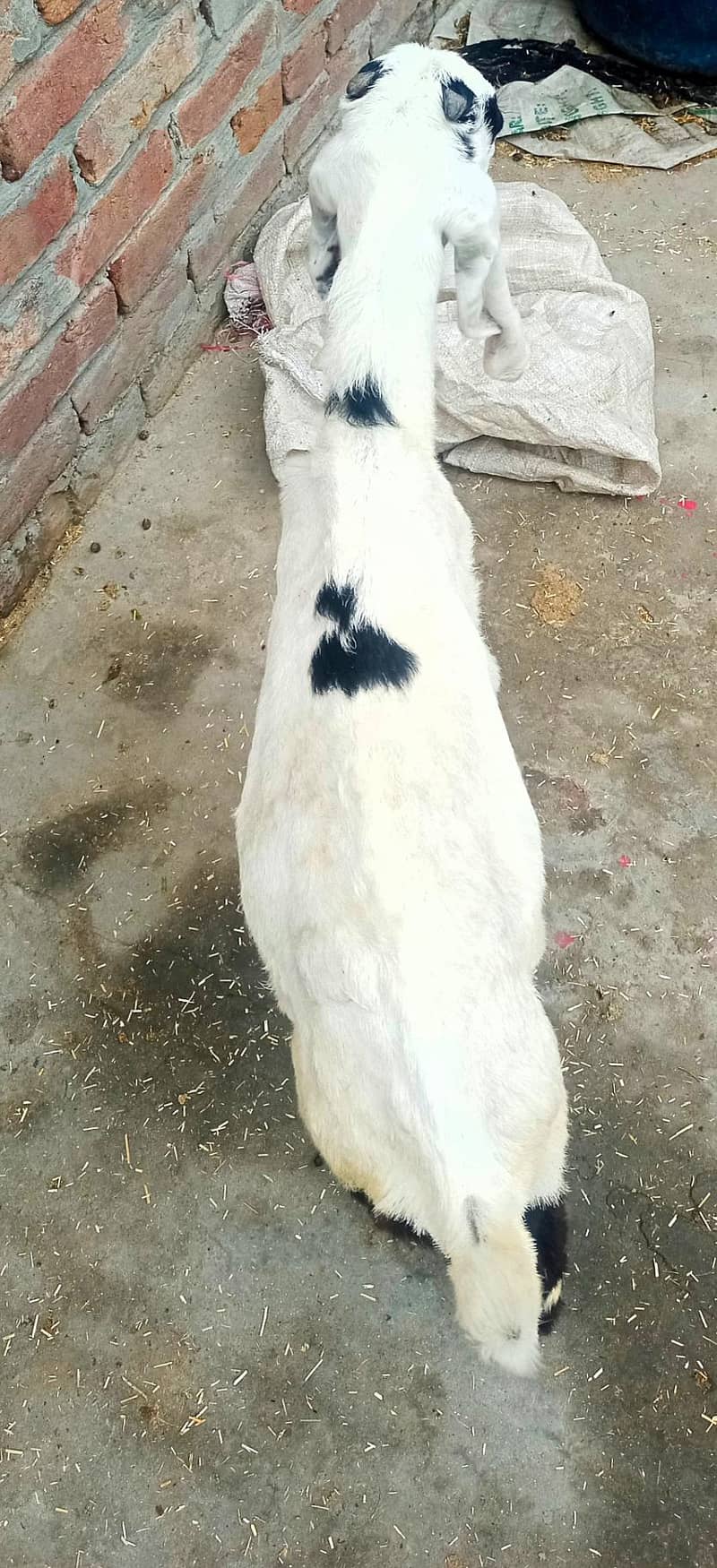 سفید کالا ڈبہ بکرا اور بربری نسل کی پٹھ 2