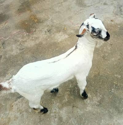 بربری نسل کی پٹھ بہت اچھی چیز شوقین حضرات کے لیے