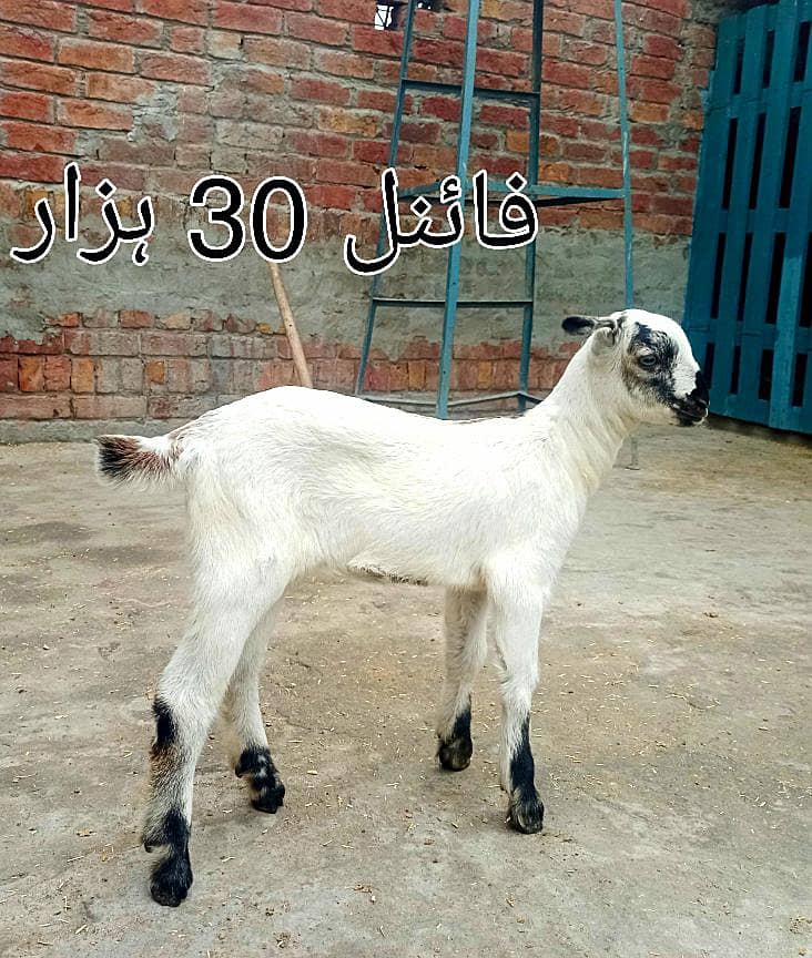 سفید کالا ڈبہ بکرا اور بربری نسل کی پٹھ 5