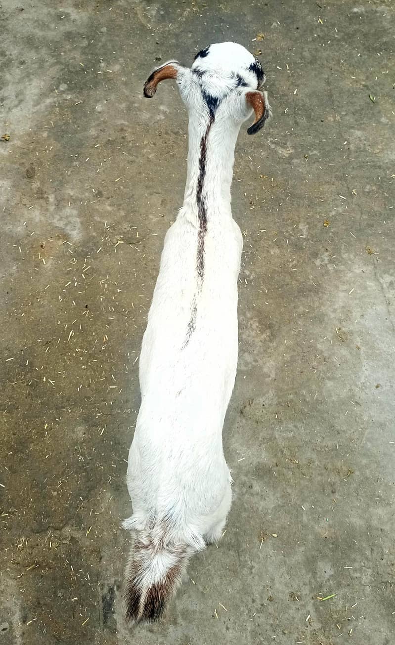 سفید کالا ڈبہ بکرا اور بربری نسل کی پٹھ 8